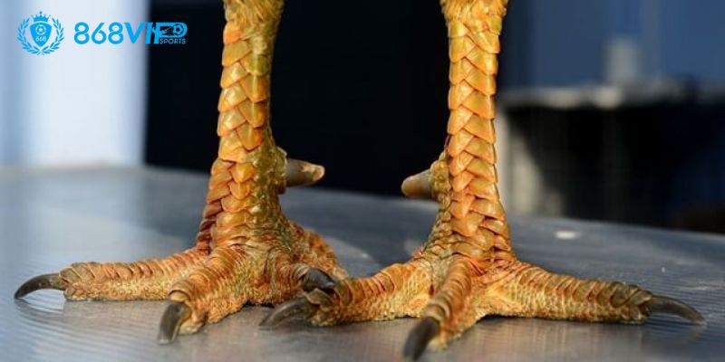 Vảy huyền trâm được đánh giá cao 